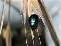 Gastrophysa cyanea