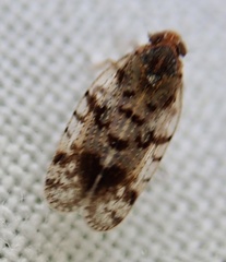 Tachycixius pilosus
