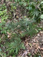 Adiantum pulverulentum