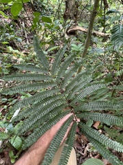 Adiantum pulverulentum