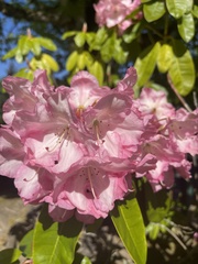 Rhododendron × hybridum