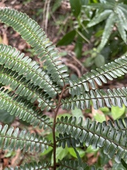 Adiantum pulverulentum