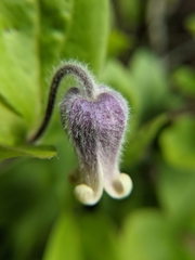 Clematis albicoma