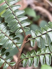 Adiantum pulverulentum