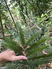 Adiantum pulverulentum