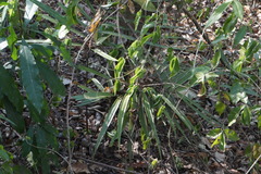 Zamia standleyi