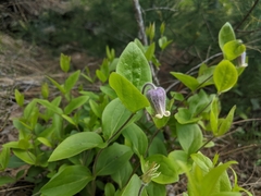 Clematis albicoma