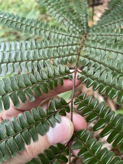 Adiantum pulverulentum