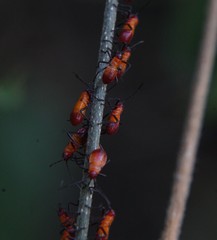 Oncopeltus guttaloides