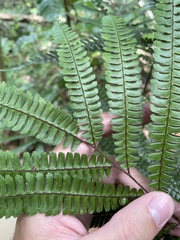 Adiantum pulverulentum
