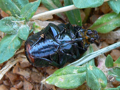 Pedinorrhina trivittata