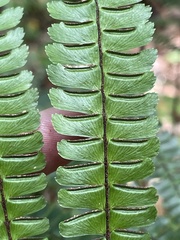 Adiantum pulverulentum