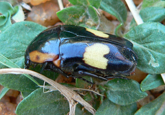 Pedinorrhina trivittata
