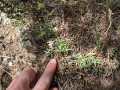 Antennaria virginica