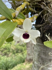 Dendrobium