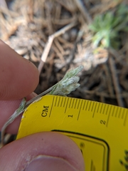 Antennaria virginica