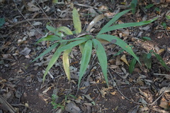 Zamia standleyi