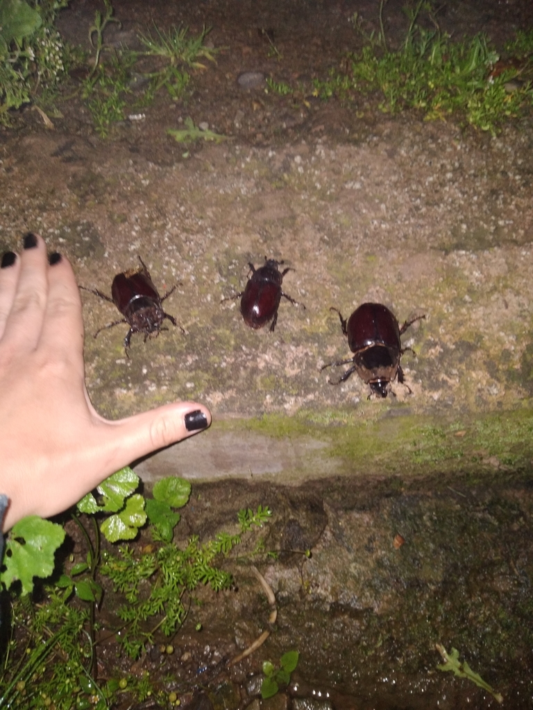 Heterogomphus mirabilis