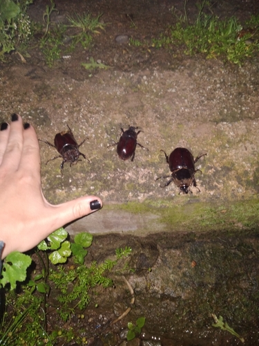 Heterogomphus mirabilis
