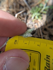 Antennaria virginica