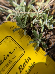 Antennaria virginica