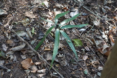Zamia standleyi