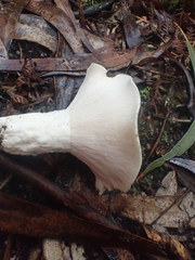 Russula marangania