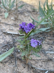 Phacelia popei