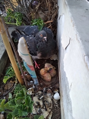 Columba livia domestica