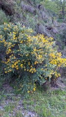 Adenocarpus decorticans
