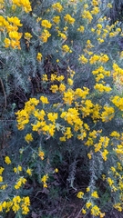 Adenocarpus decorticans