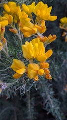 Adenocarpus decorticans