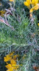 Adenocarpus decorticans