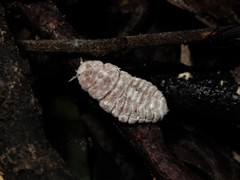 Coelostomidia zealandica