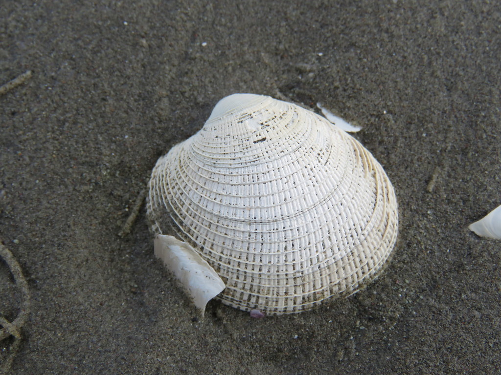 Cancellated Clam