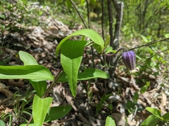 Clematis viticaulis