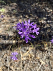 Dichelostemma multiflorum