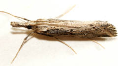 Hednota crypsichroa