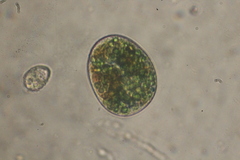 Paramecium bursaria