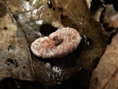 Coelostomidia zealandica