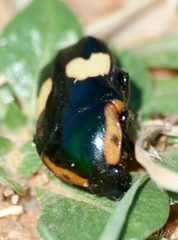 Pedinorrhina trivittata