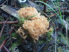 Ramaria pyrispora