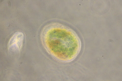 Paramecium bursaria