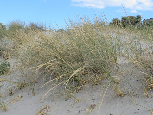 Sporobolus rigens