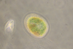 Paramecium bursaria