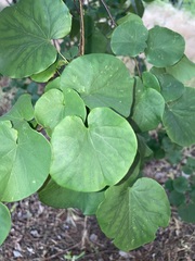 Cercis