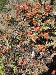Arctostaphylos pajaroensis