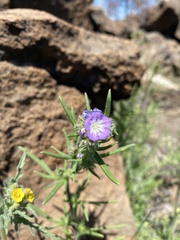 Phacelia linearis