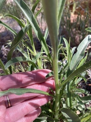 Oreocarya suffruticosa