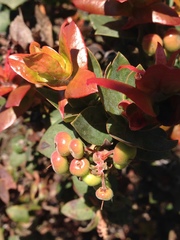 Arctostaphylos pajaroensis